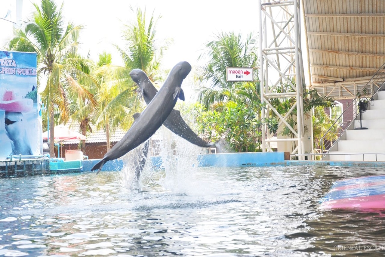 Pattaya Dolphin World