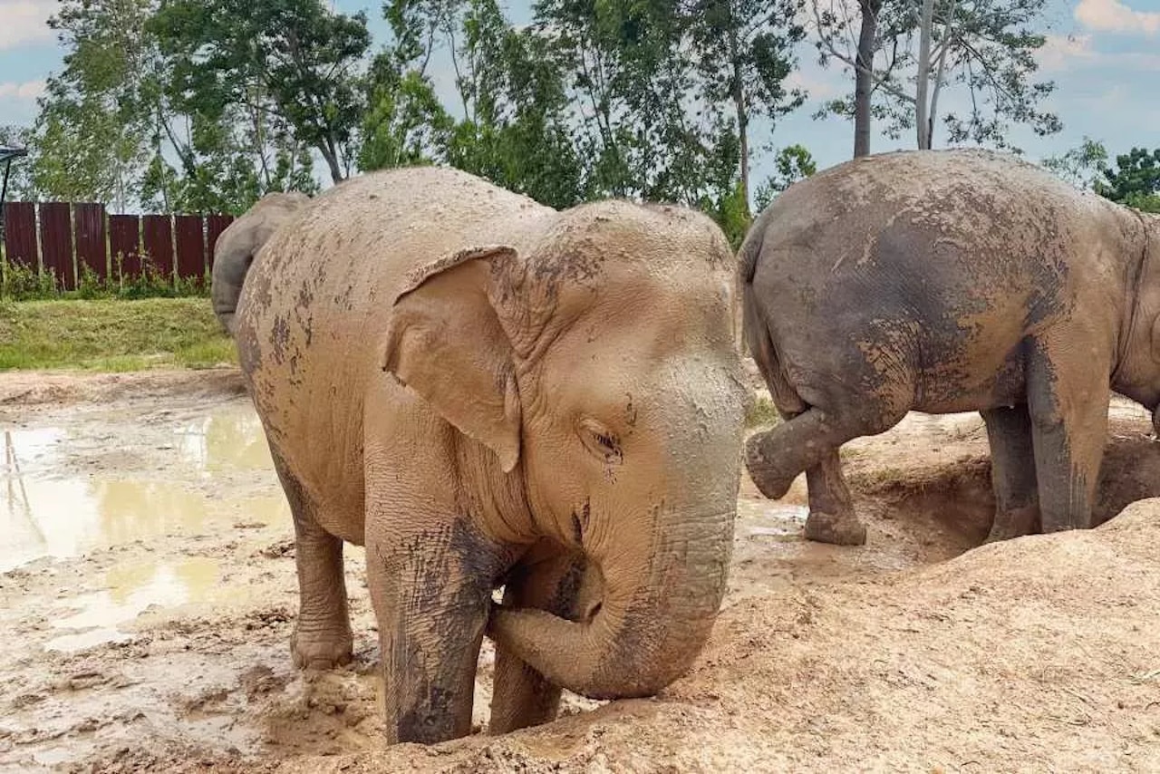 Pattaya Elephant Jungle Sanctuary