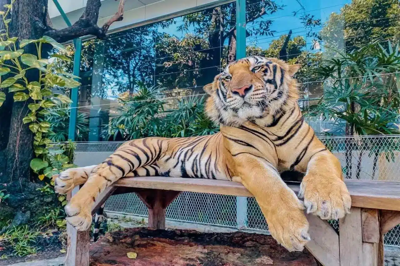 Pattaya Tiger Park